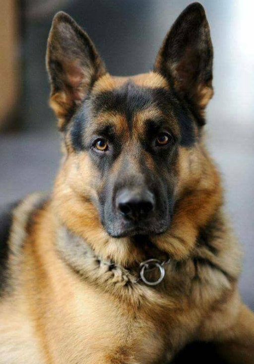 金毛、博美、哈士奇、萨摩耶、边境牧羊犬、柴犬、雪纳瑞。