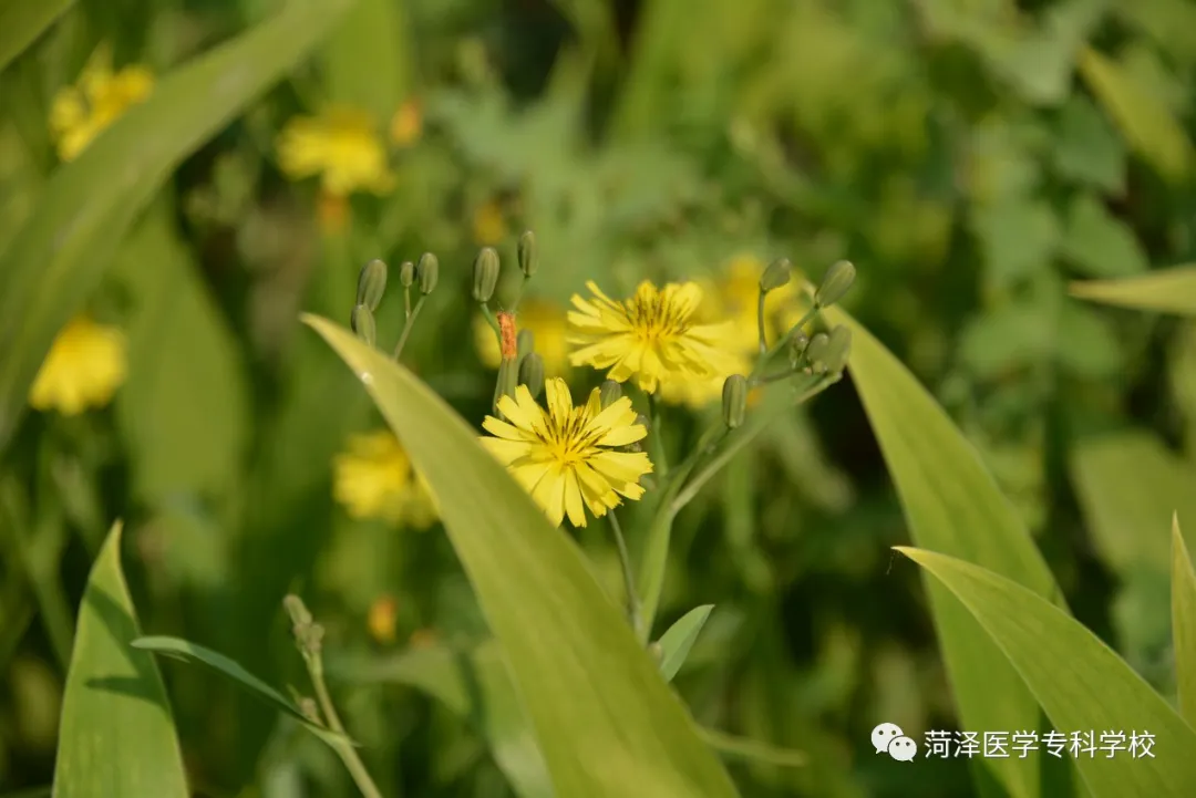 菏泽医学专科学校牡丹，又是姹紫嫣红开遍