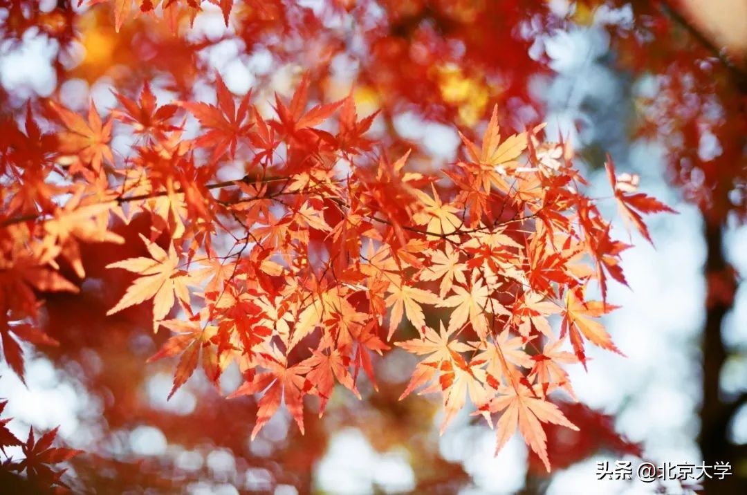 独家限定！北大赏秋地图来了