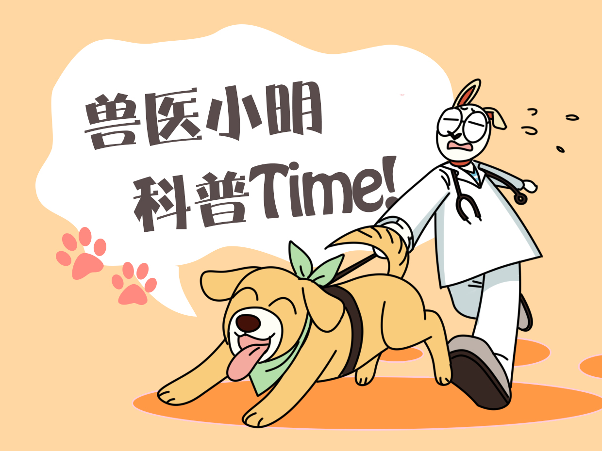 垂耳兔怎么養,垂耳兔怎么養它會和你熟