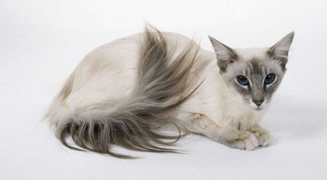 猫咪品种大盘点6:巴厘猫