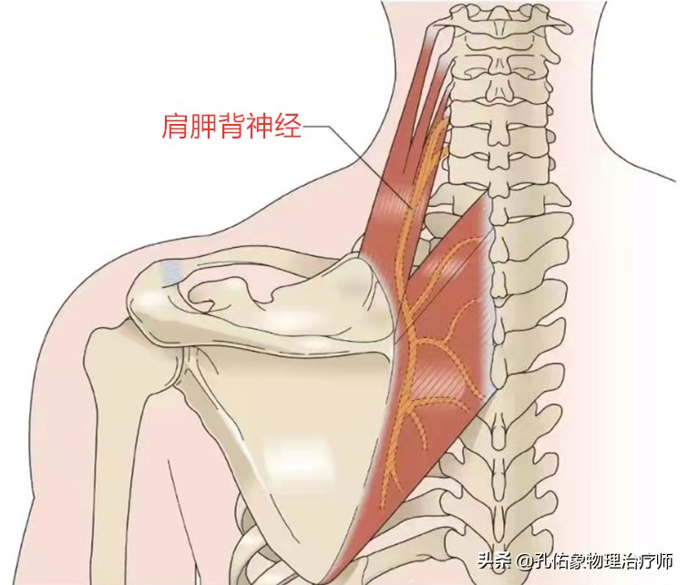 肩膀及肩胛骨內側緣疼痛,是怎麼回事?要如何治療?請看此文