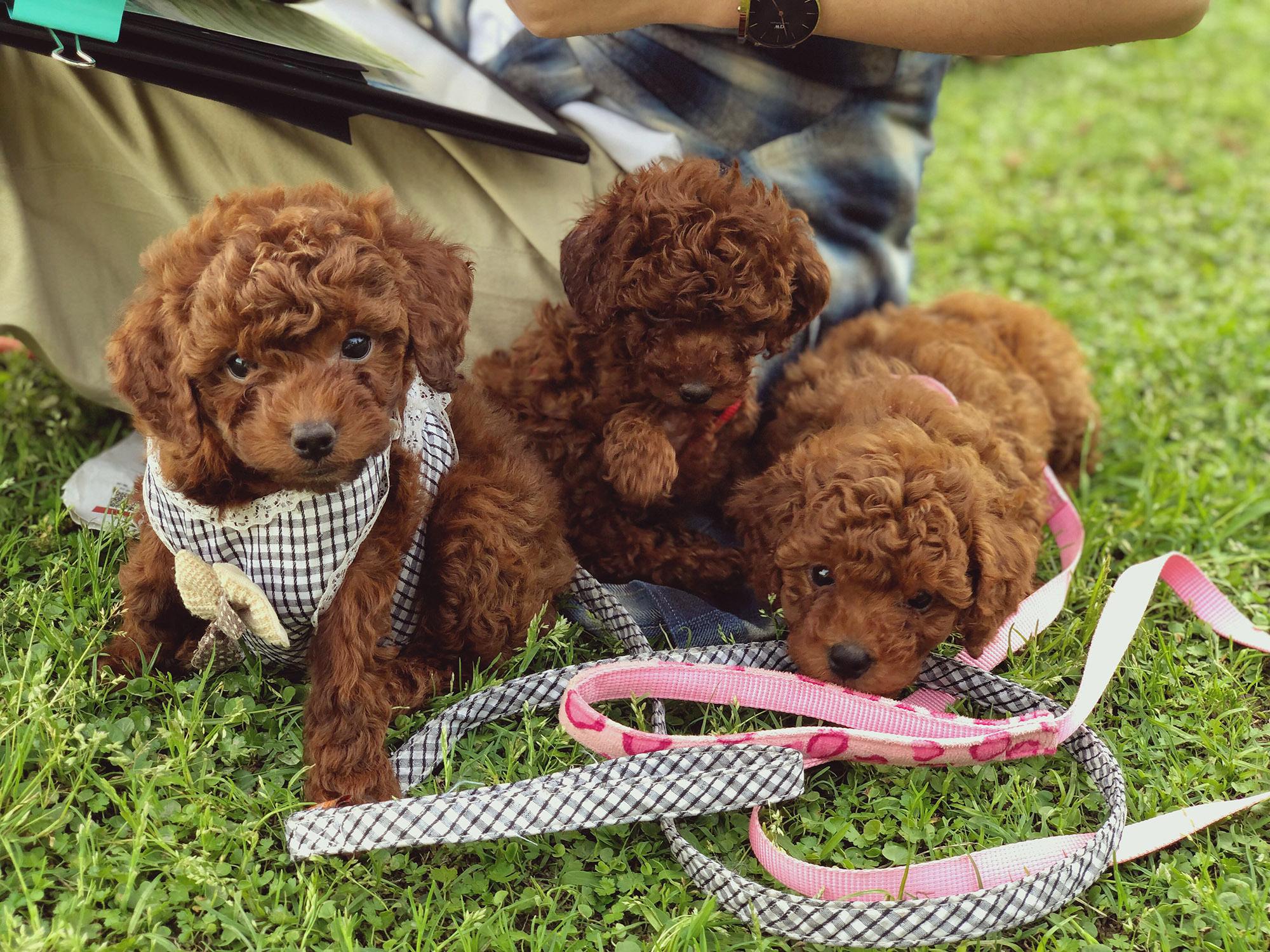 为什么贵宾犬的价格有高有低？其实是这些因素决定的，你买贵了吗