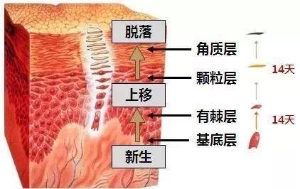 皮膚三大層五小層分解皮膚生理學基礎知識