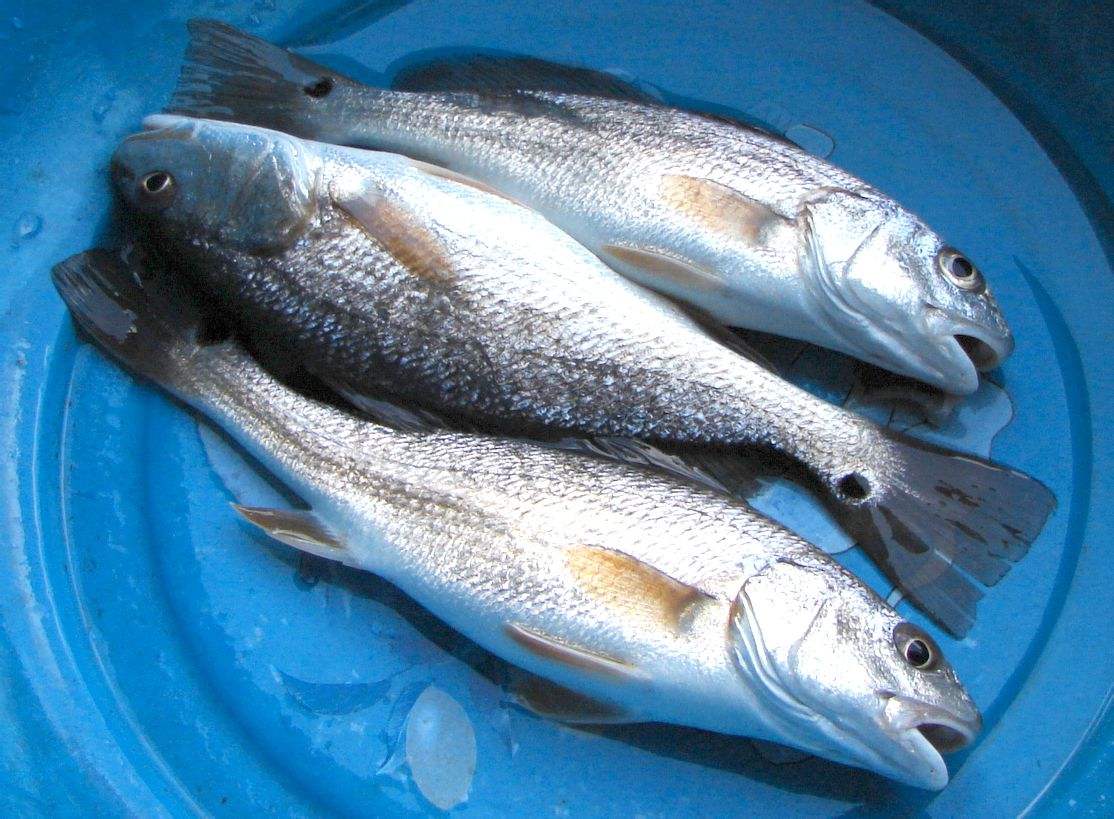 鱼从美国引进，肉质鲜美蛋白高，养殖前景广，一斤卖28元