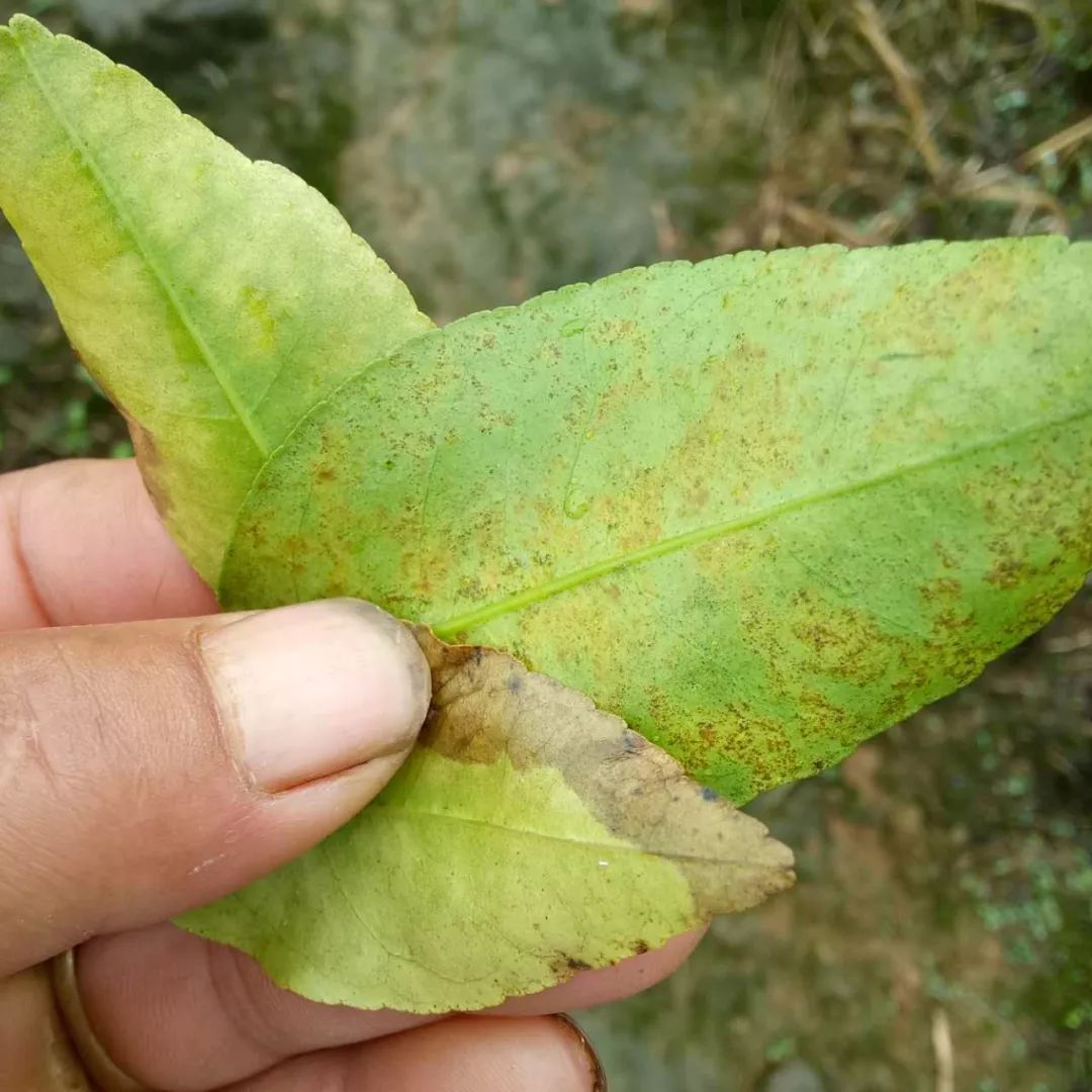 柑橘脂点黄斑病高发期,不要误以为是肥害