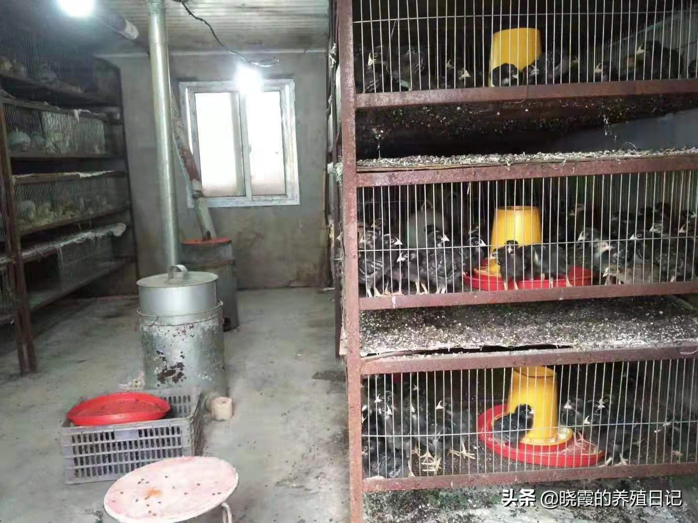 散養雞技術,