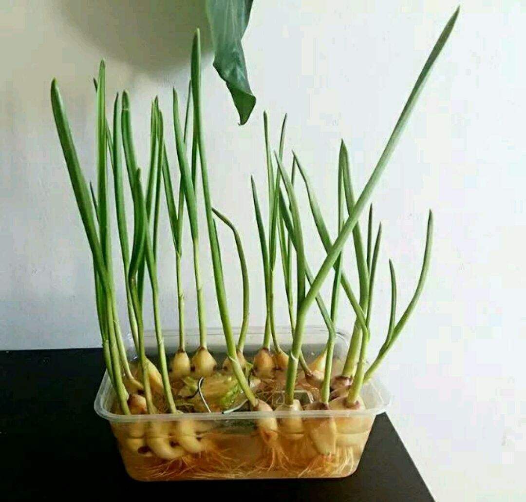 植物水培叶子呼呼地变黄,就连根的颜色都变了,这可怎么办?