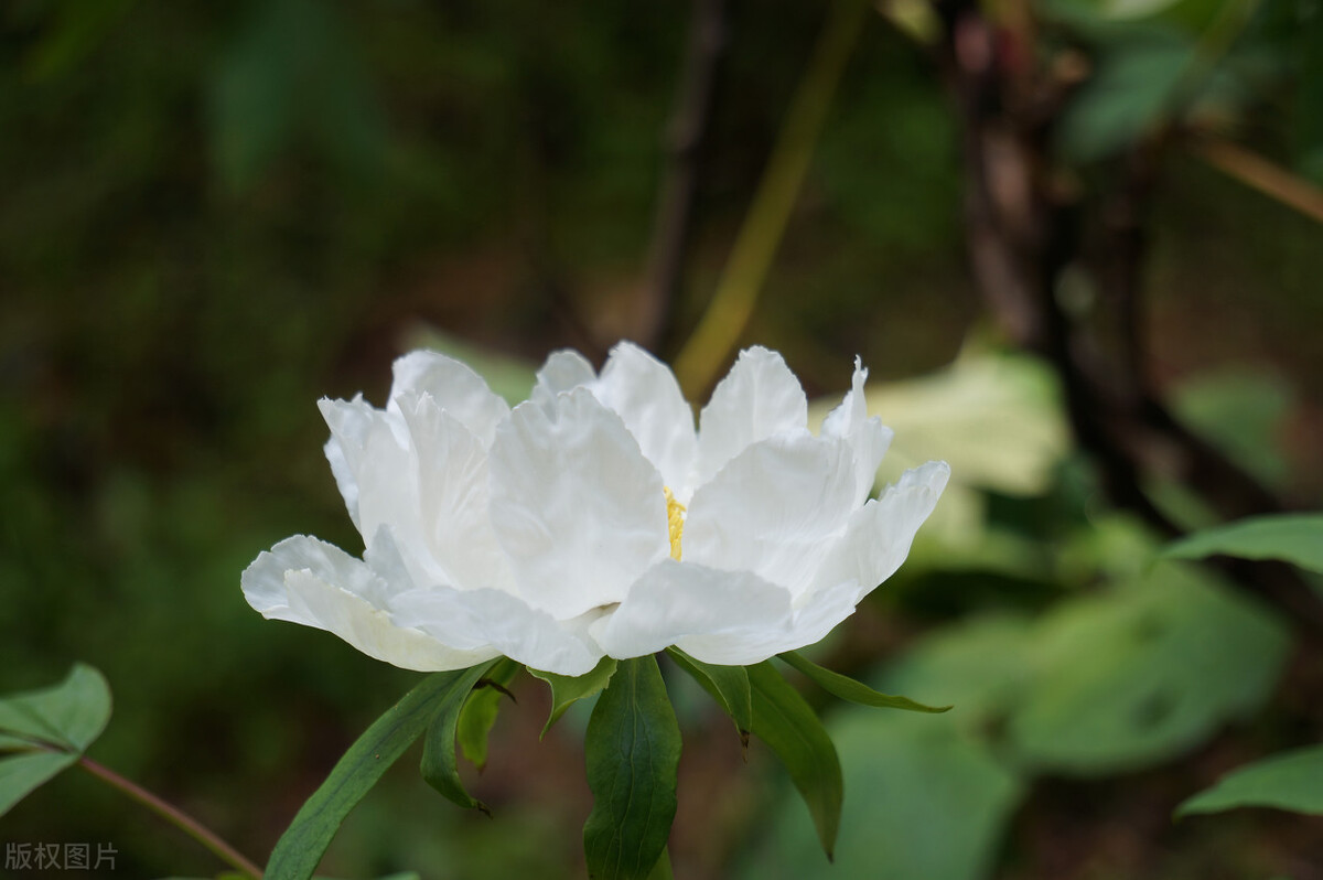 寒灯纸上，梨花雨凉，笙歌不见故人散，我等风雪又一年