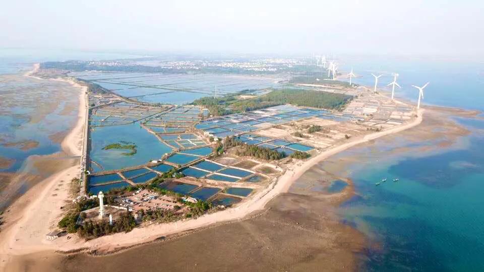 菠萝的海，香飘四海，来这里看广东最美的田园风光