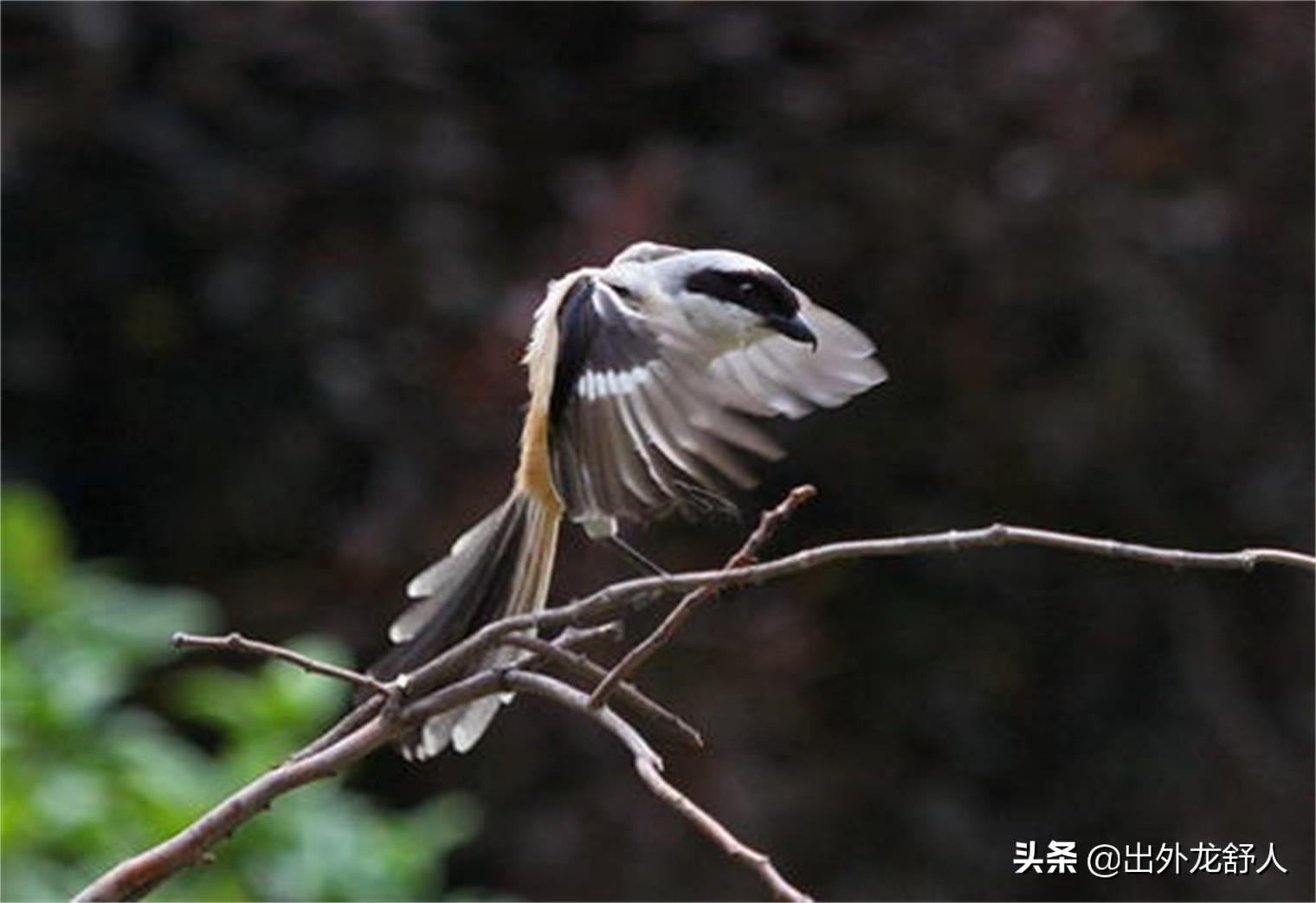 丰乐河的榨各郎:鸣禽中的"拿破仑",山海经里的"精卫鸟"?