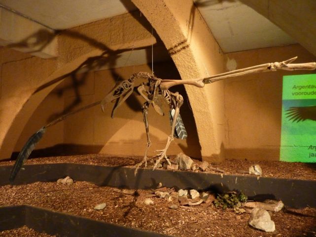 空中霸主阿根廷巨鹰,翼展14米,是否真的可以猎杀狮子?