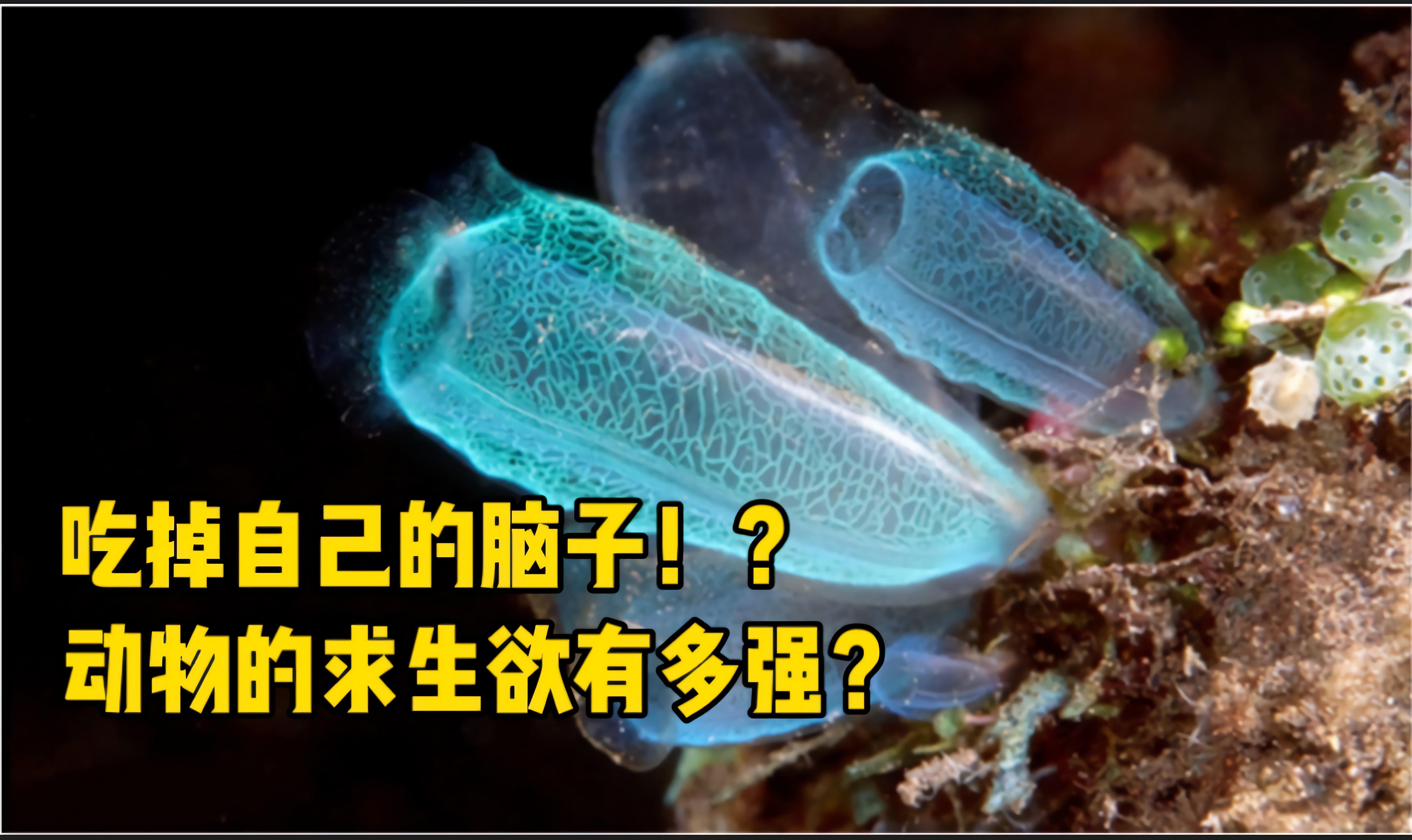 断成两截也要努力生存！这些动物的求生欲到底有多强？