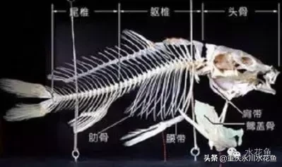 鱼的结构示意图（图文讲解之鱼的形态结构）