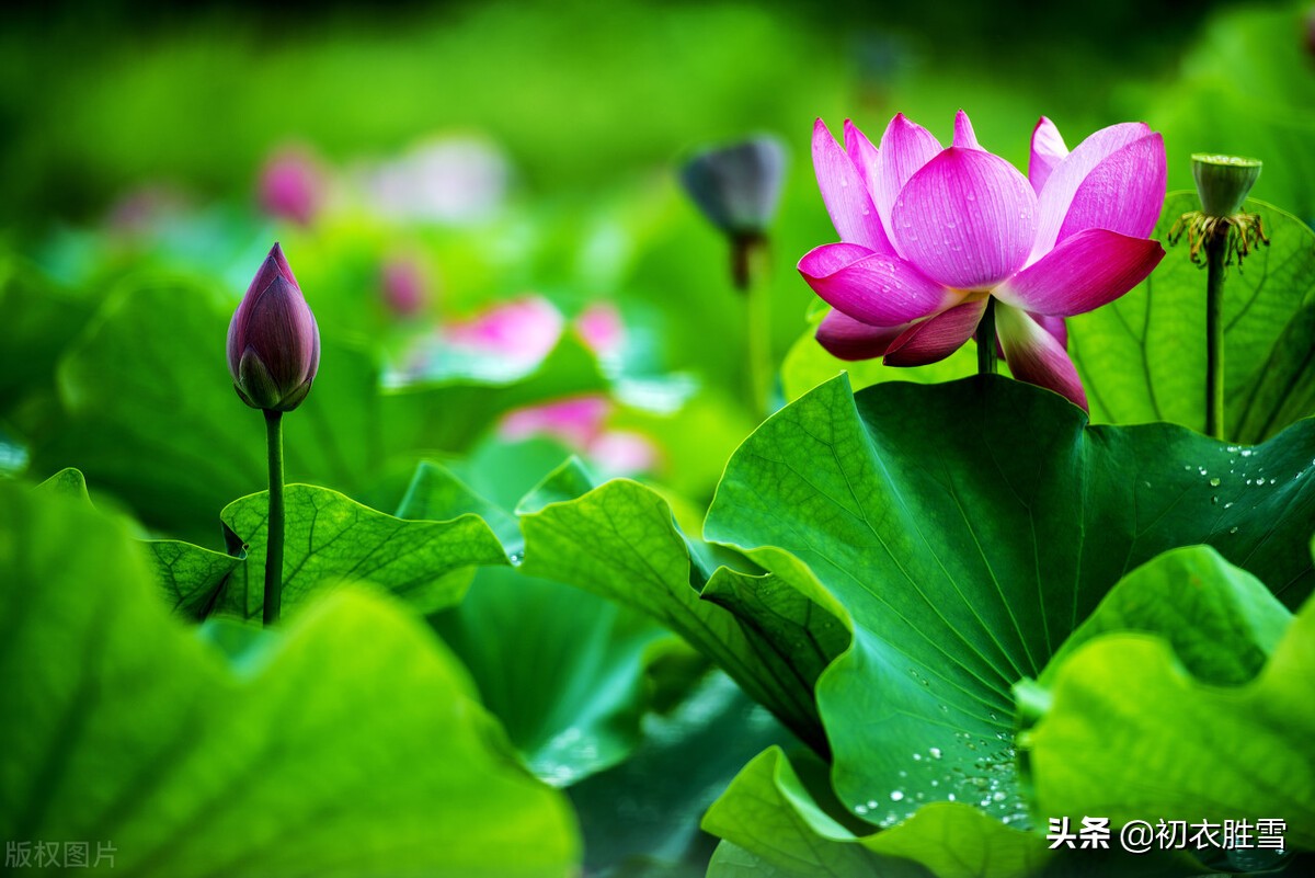 荷花诗六首：奇奇水上花，湛湛花下水，花得水扶持，水因花富贵