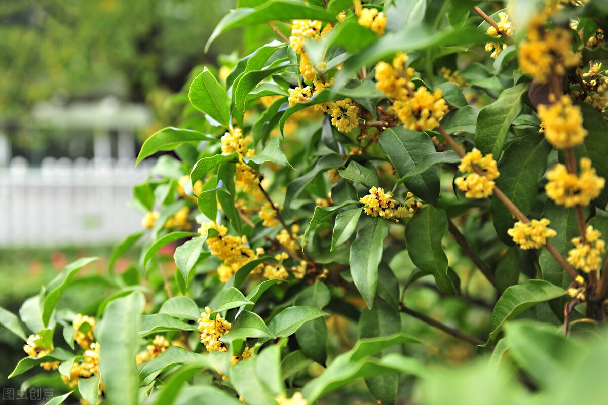 桂花樹葉子尖發黃乾枯怎麼辦(發黃乾枯的原因和解決方法)