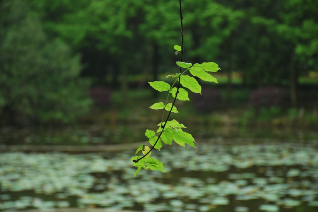 走出蛟龙号设计师、世界五百强总裁，创下多个第一，南华大学超火