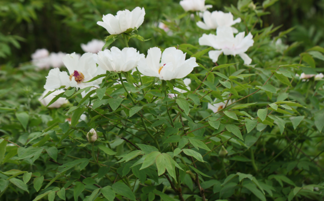 今年暑期，这3部电视剧超火，主角全部来自重庆这所高校！