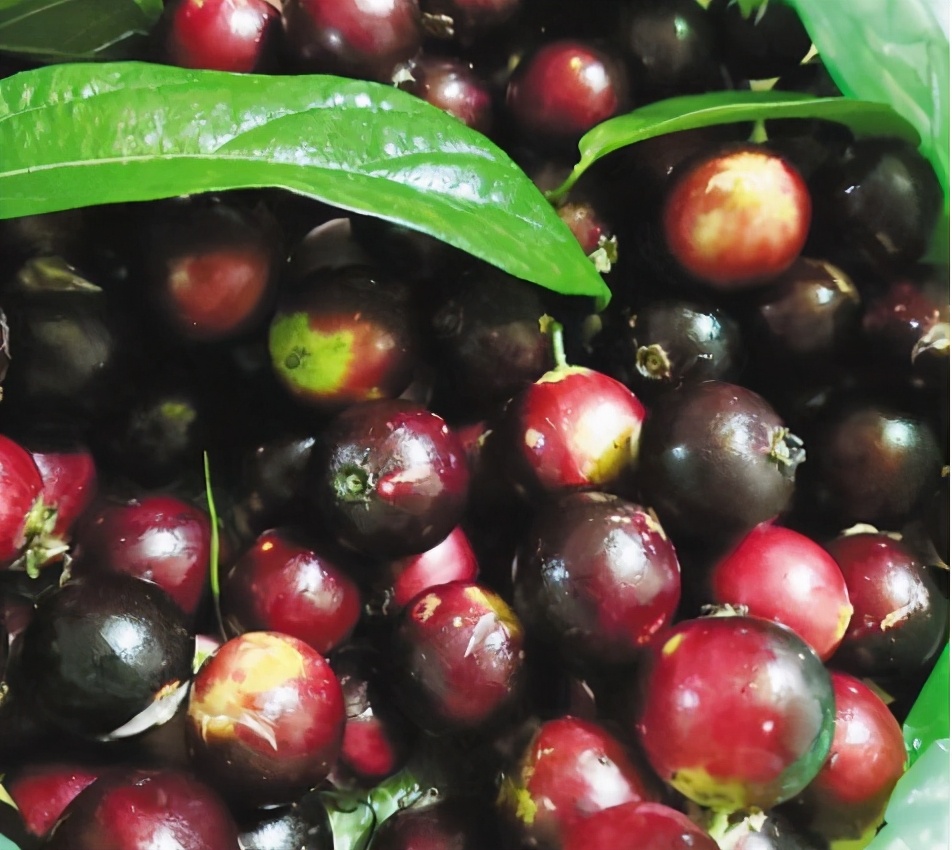 八角枫图片(俗称) - 赤虎壹号