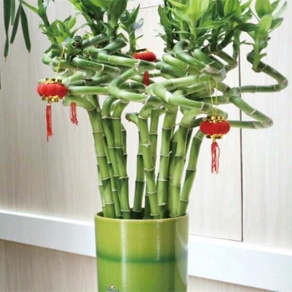 怎样养富贵竹？造型修剪不少，养“九楼宝塔”，富贵逼人