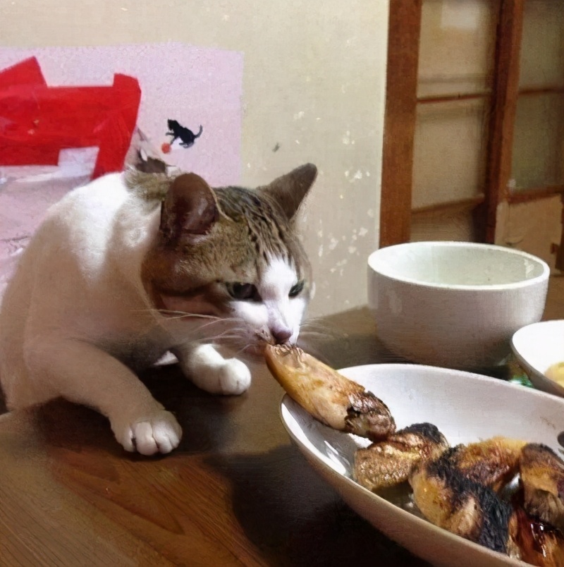 猫食欲不振(猫咪为什么会食欲不振？8大原因，看看你家猫是哪个？)