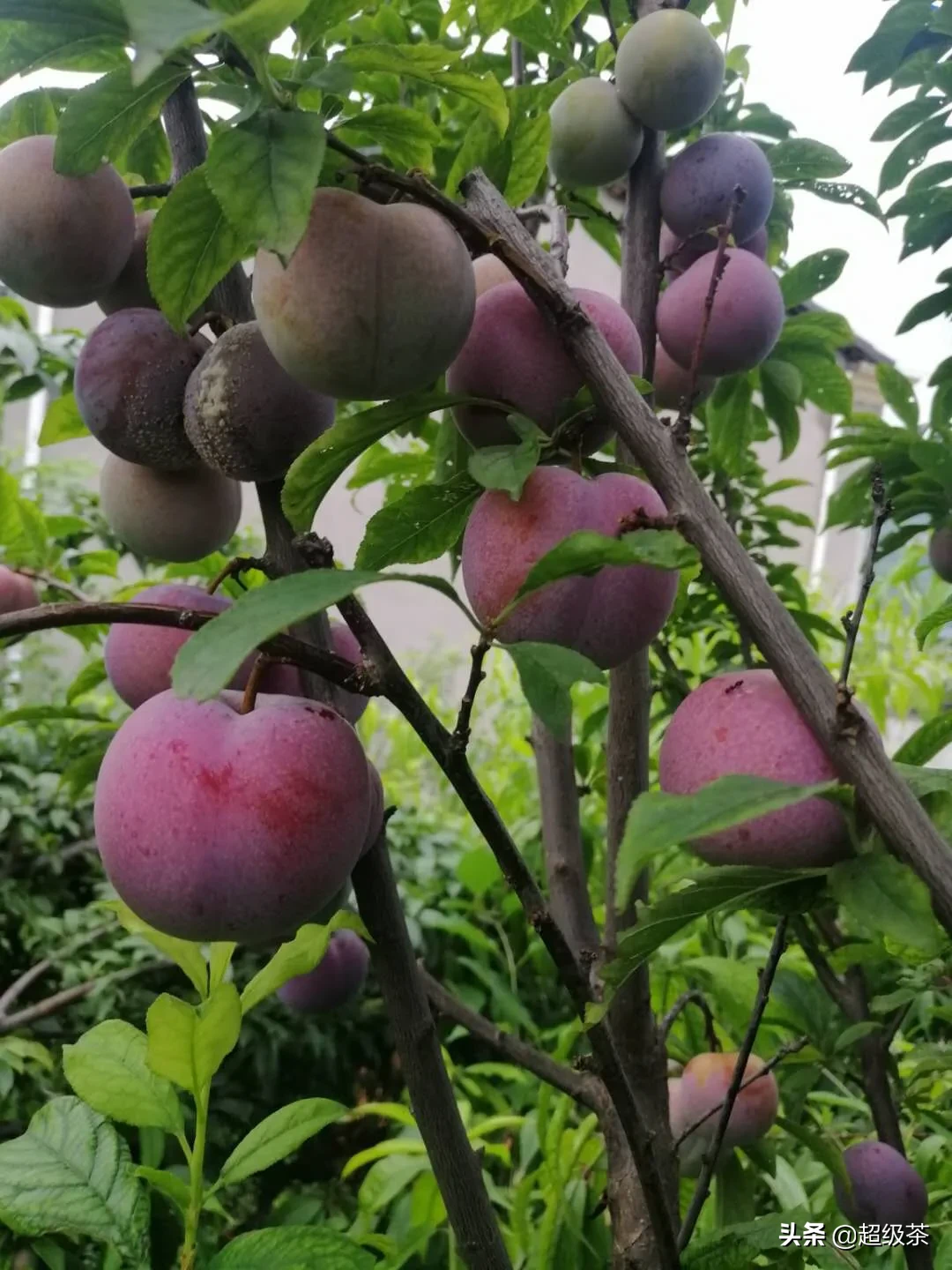 李子和西瓜可以同时吃吗 -生活知识库-动动脑