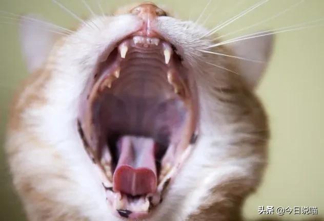 猫支气管炎会传染吗