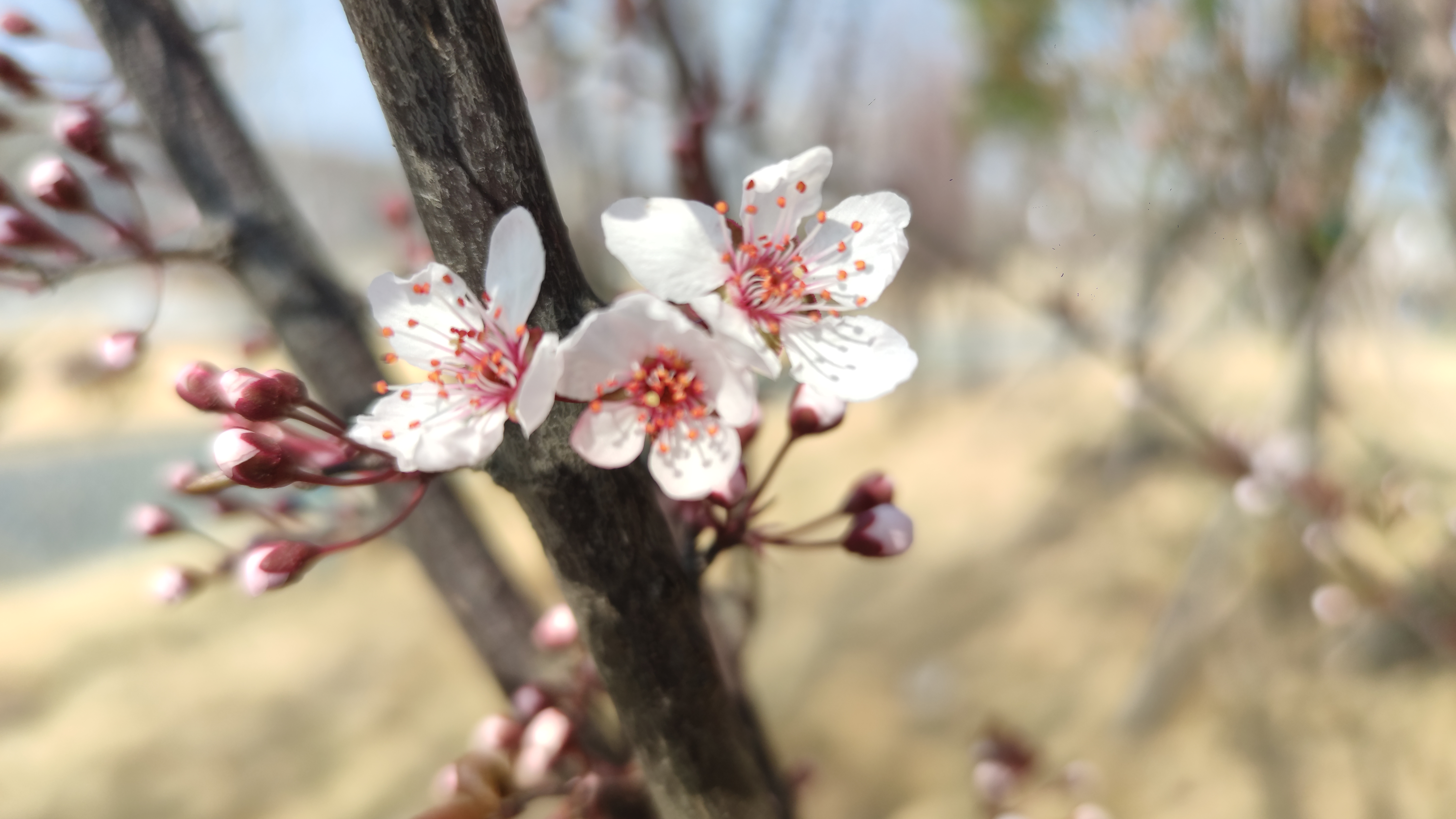 开封春季赏花最新攻略：古典、繁盛、烂漫、娴静、端庄的不同春色