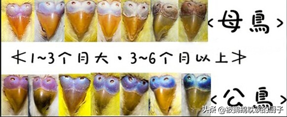教你如何分辨虎皮鹦鹉的性别  学会了再也不求人 值得收藏