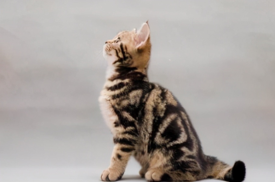 美短猫常见的7种颜色，和罕见的5种颜色，你知道几种？