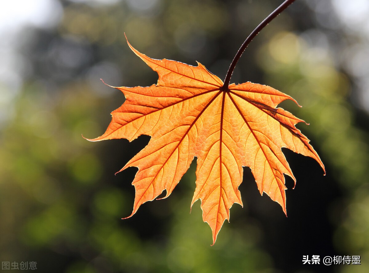 拍摄漂亮的“一叶知秋”，留下秋天的多姿多彩，摄影技巧学起来