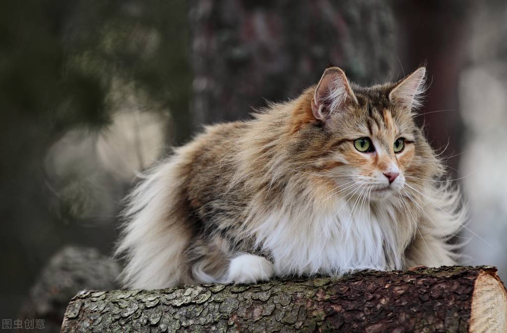 猫咪品种介绍大全，哪种猫咪更适合你？