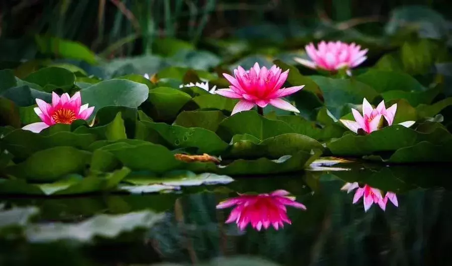 心如莲花，人生便能一路芬芳