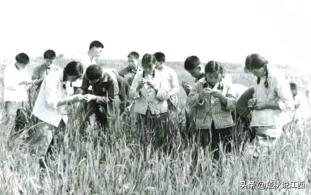 江西青春往事：赣鄱大地上的共产主义大学