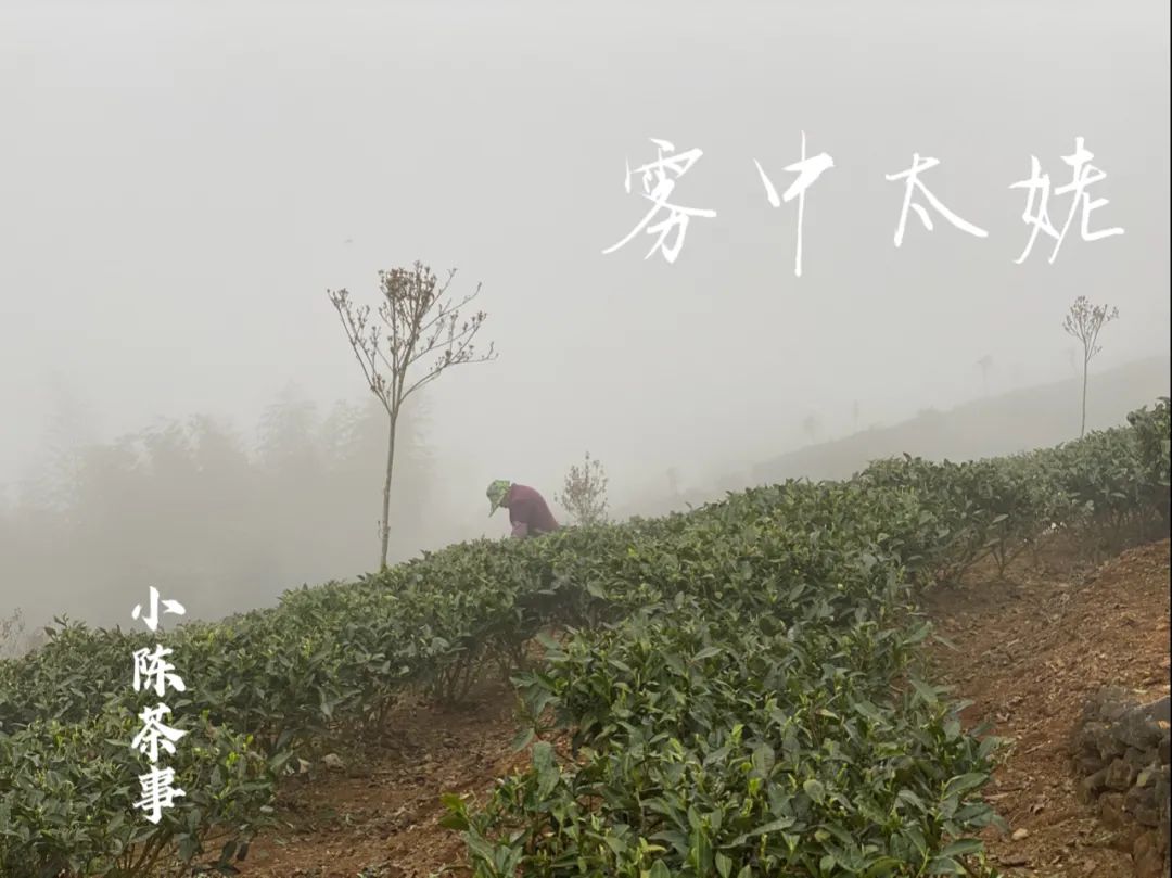 春茶季，除了白毫银针、白牡丹、春寿眉，说说太姥山的雾与露