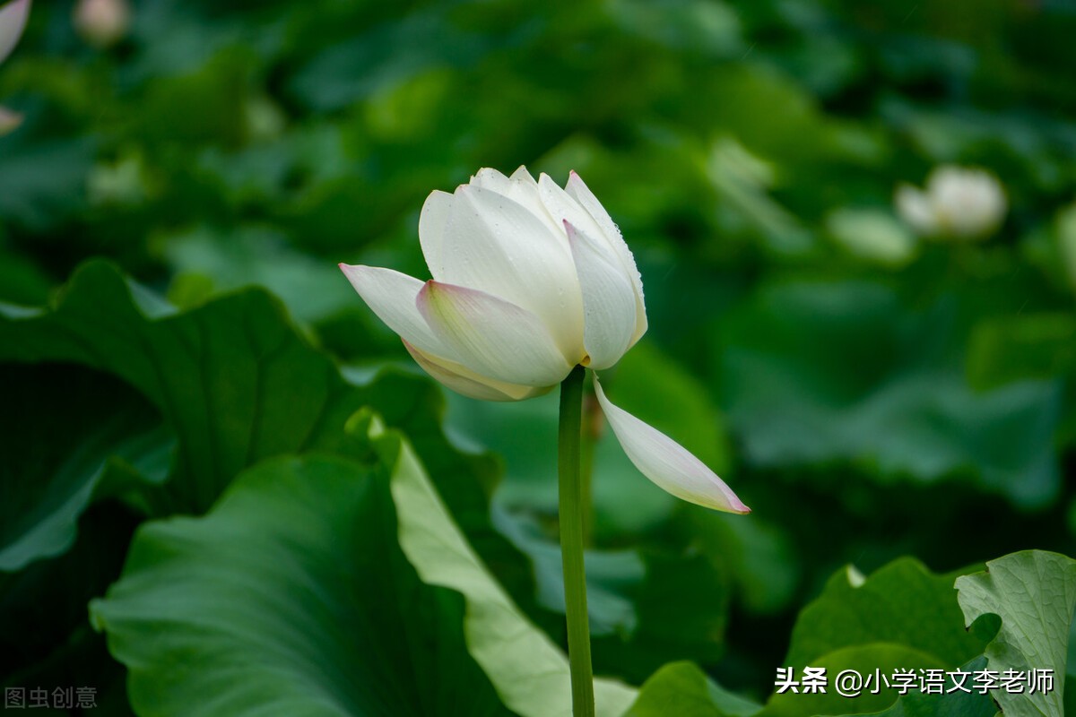 三年級語文下冊《荷花》課文解析,還有課堂筆記總結