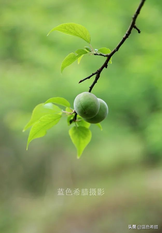 青梅果图片赏析(带你一起走进青梅的世界里)