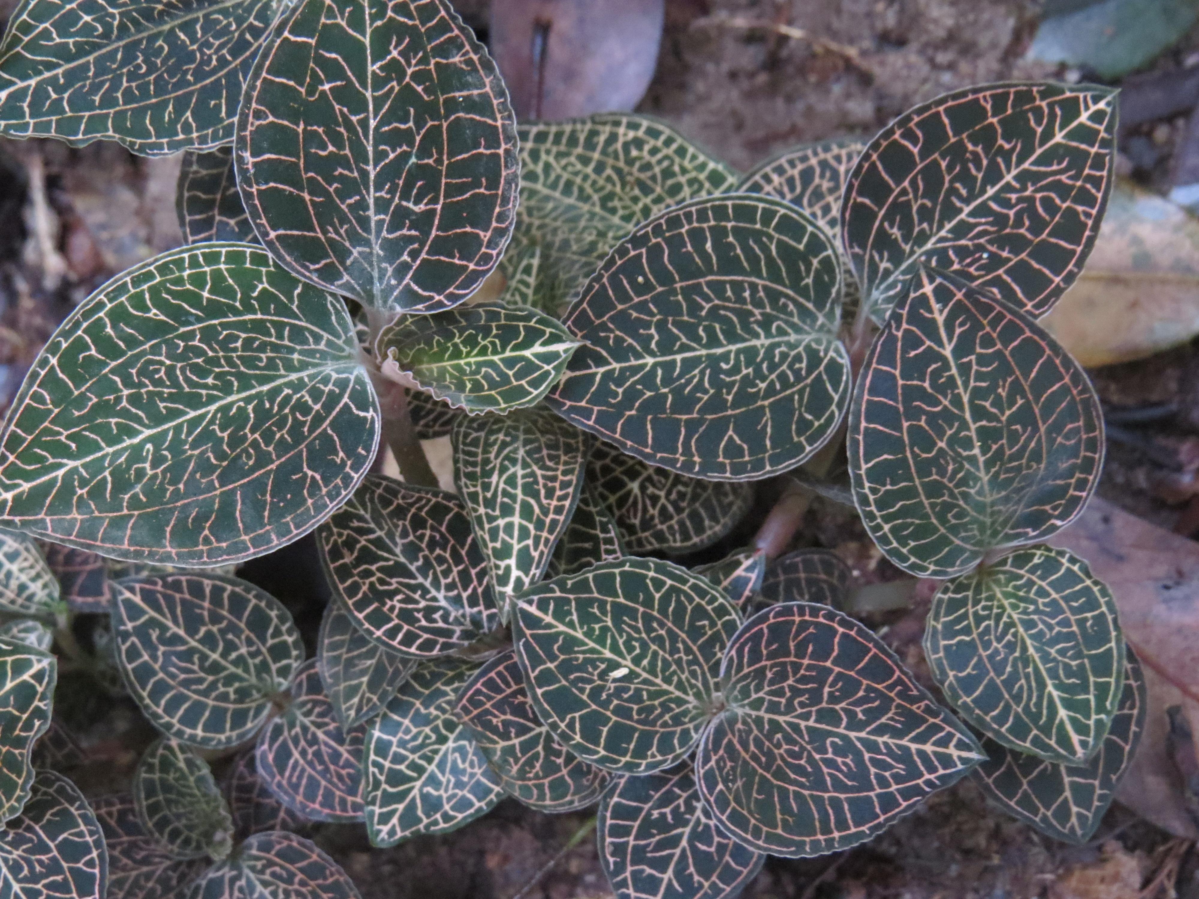 金线莲又称"福建草",1斤能卖上千元,如今农民却少种了,难管