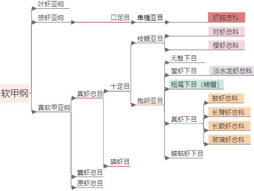 虾的品种有哪几种（如何辨别虾的类别种类）