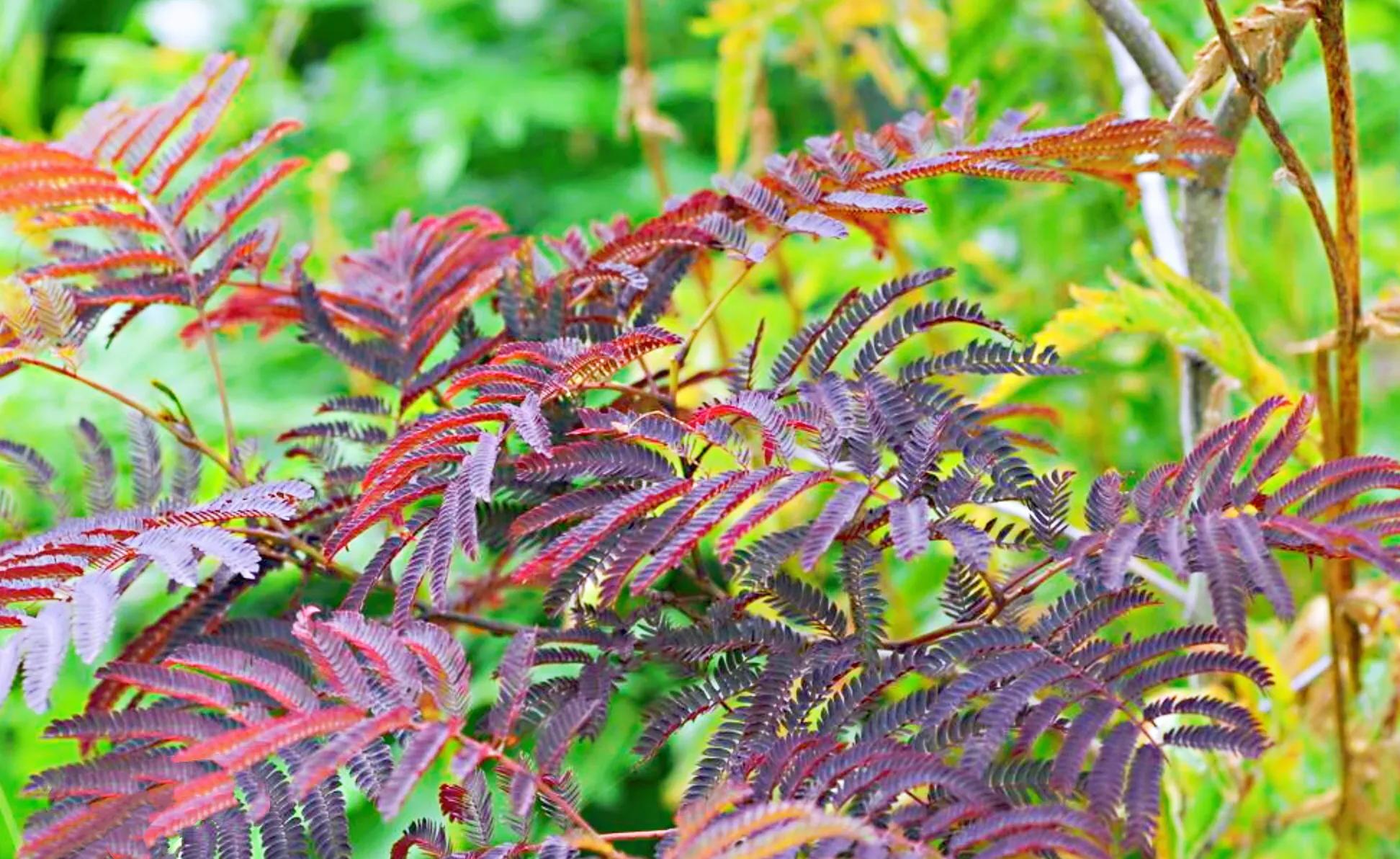 彩葉喬木擷英:紅楓,紫葉合歡,金葉欒,紫葉矮櫻,紅葉複葉槭