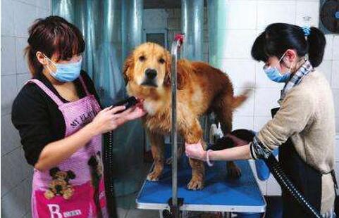 让我告诉你,一只纯种的“金毛犬”大概多少钱,别买贵了