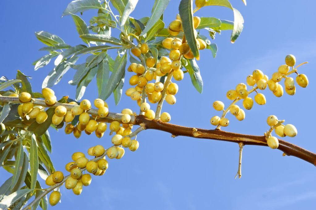 野生橄榄果图片(在城里用钱也买不到的野果) - 赤虎壹号