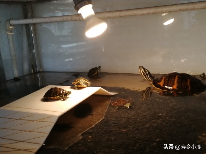 石金錢龜養(yǎng)殖,石金錢龜養(yǎng)殖基本方法