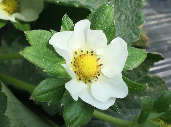 草莓花开白黄点,甜蜜的爱勇气存