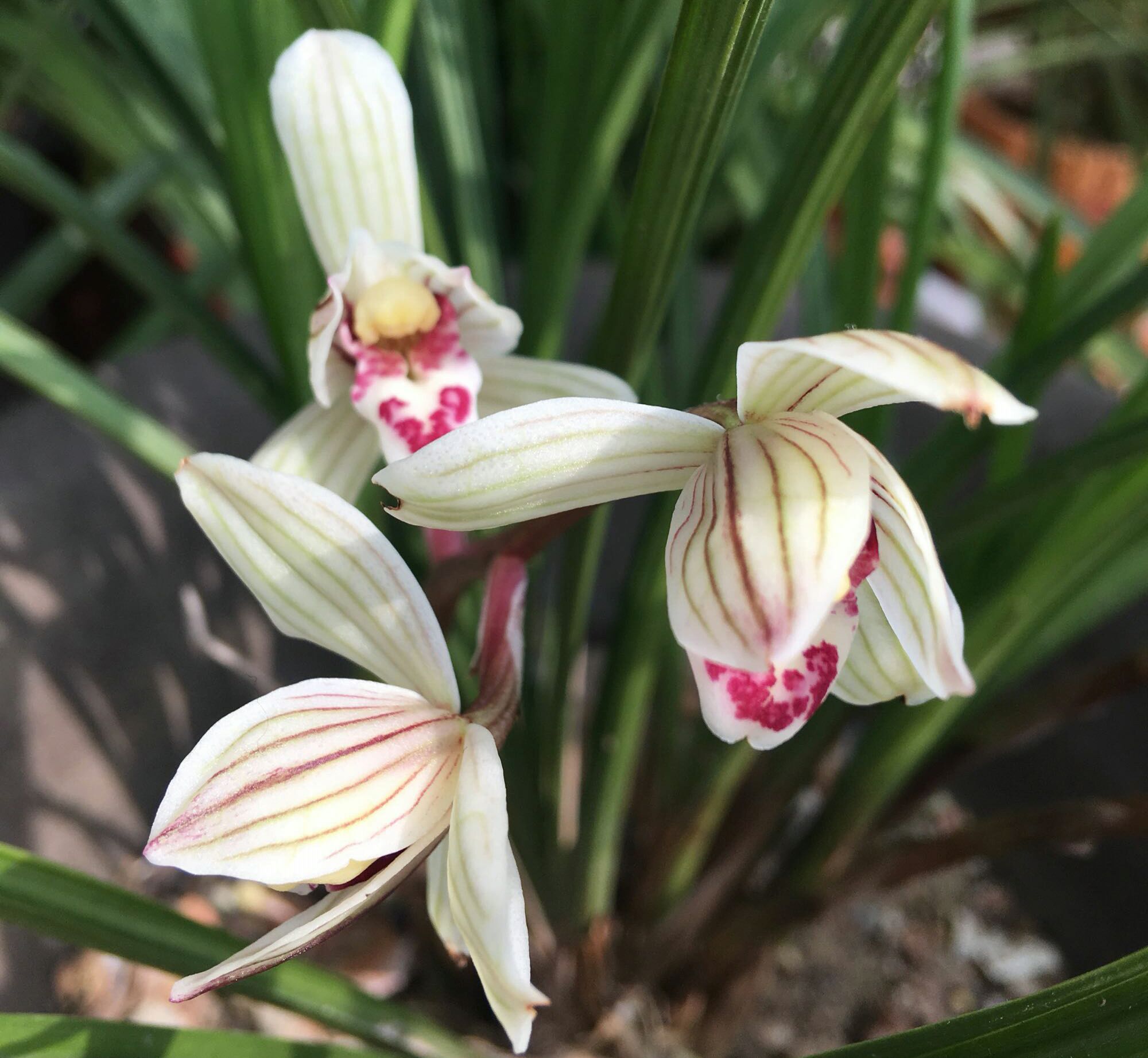 养护快1年的兰花水晶头那么少,该怎么做?