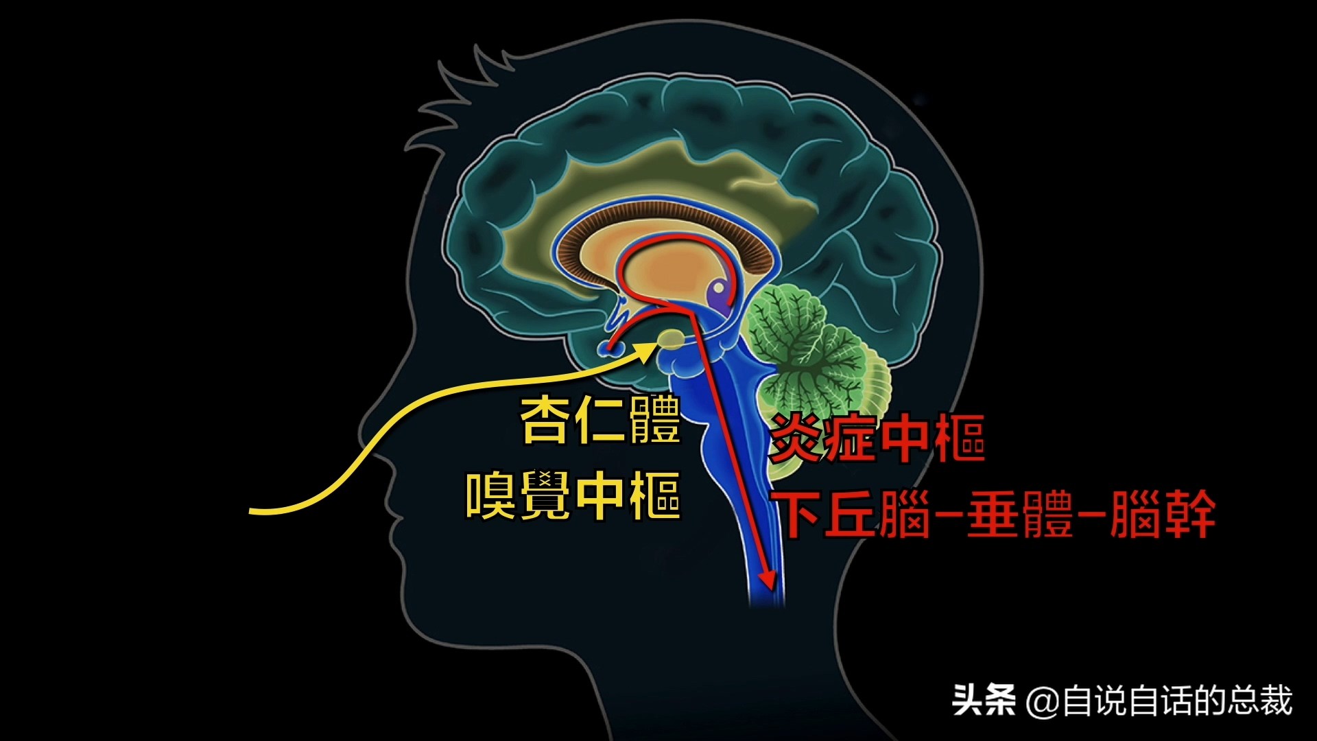 当你爆发过敏性鼻炎时，这就是你体内发生的故事