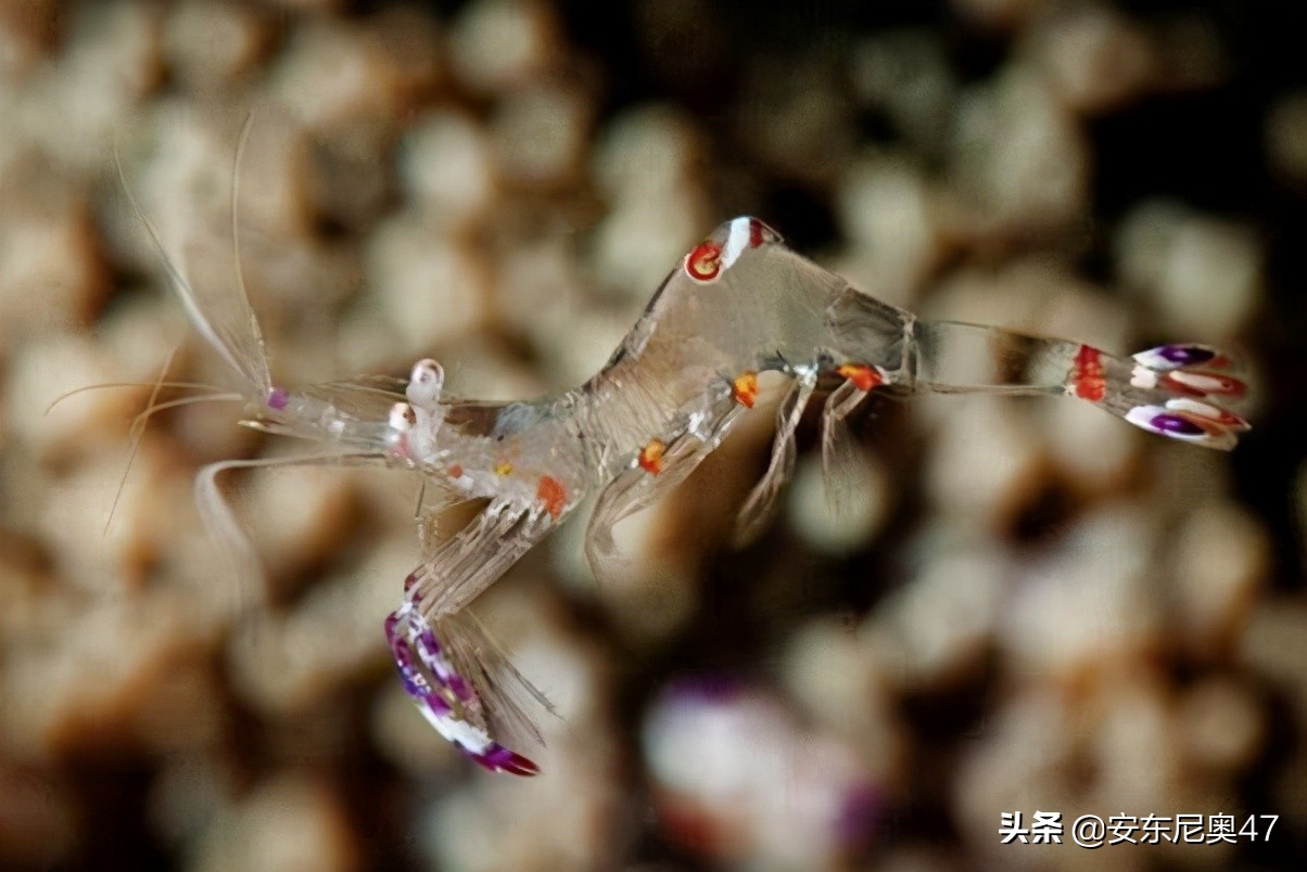 幽灵虾可以吃吗（一种通体透明的海洋生物）