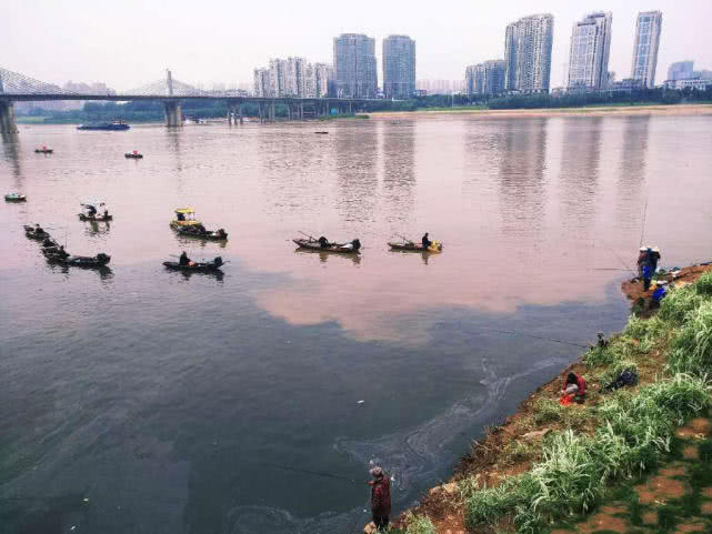 黄鸭叫学名叫什么鱼（此鱼各地叫法各不相同）