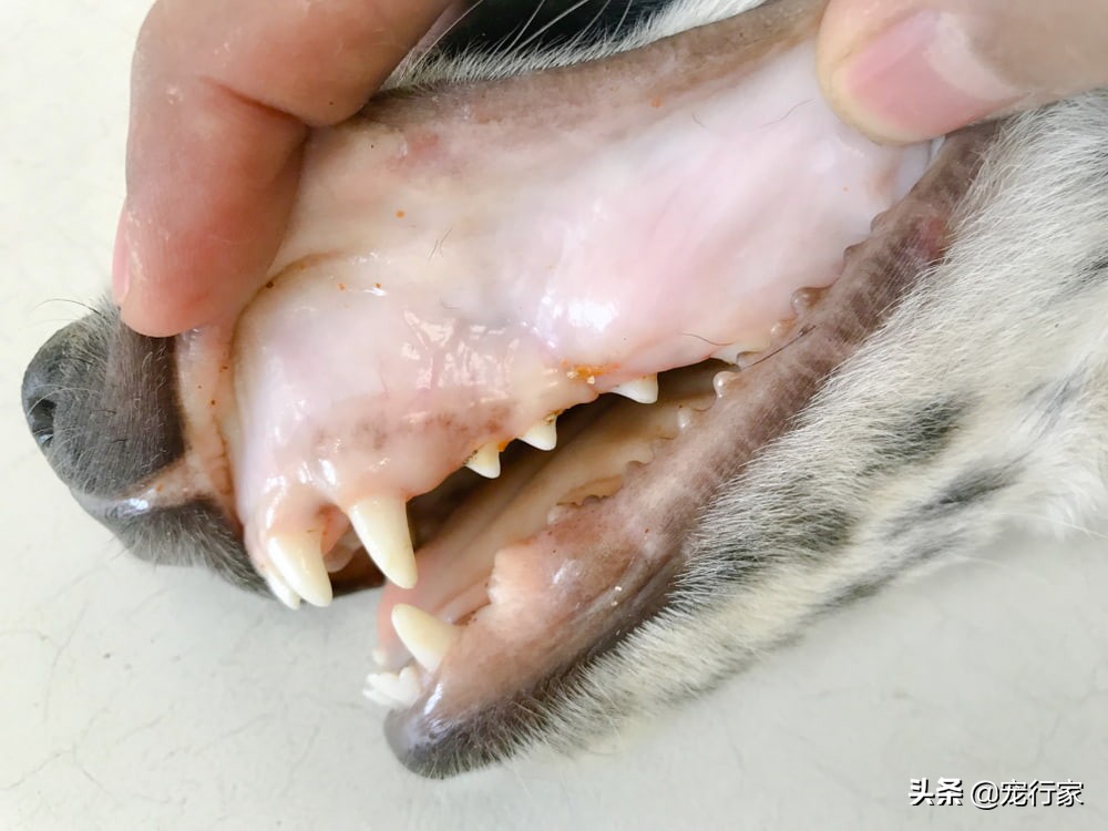 狗狗牙龈苍白意味着什么,一种观察狗狗健康状况的简单方法