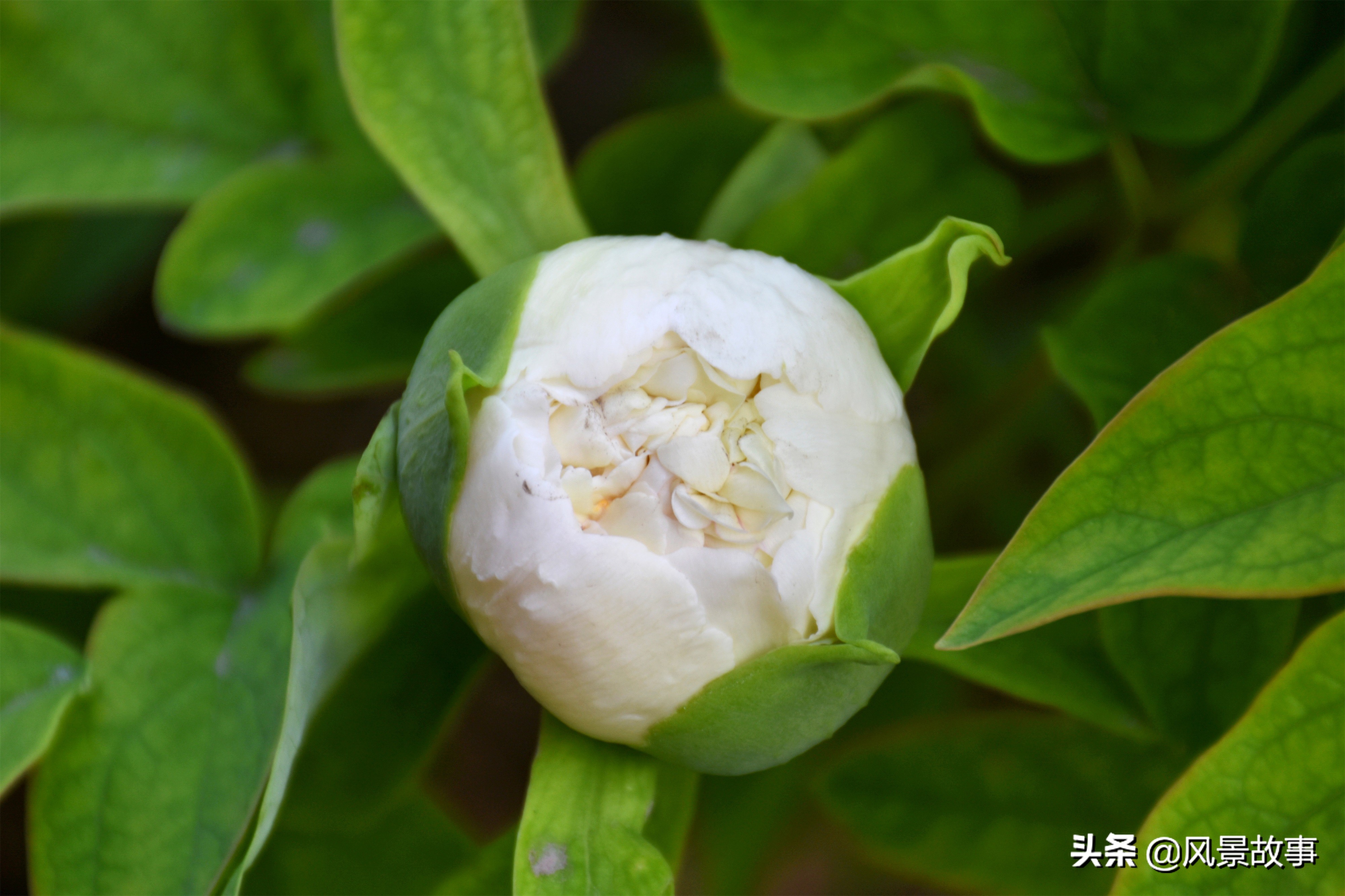 洛阳牡丹花会大幕开启，有的公园免门票，完整价格看这里